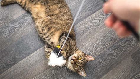 Proprietario che gioca con il gatto
