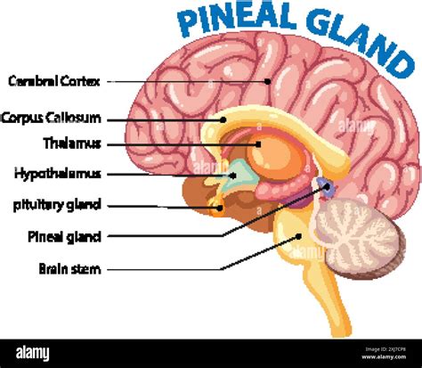 rappresentazione stilizzata della ghiandola pineale nel cervello umano