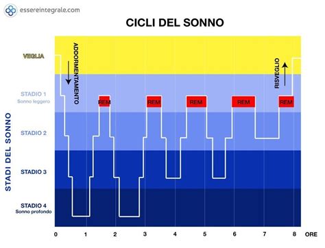 grafico che mostra i cicli del sonno infantile e l'influenza del latte materno