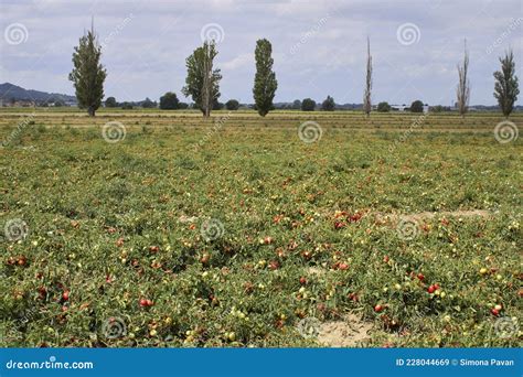 Campo rigoglioso di pomodori maturi in estate
