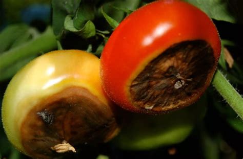 Pomodoro affetto da marciume apicale vs pomodoro sano