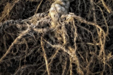 Schema della simbiosi tra micorrize e radici radicali