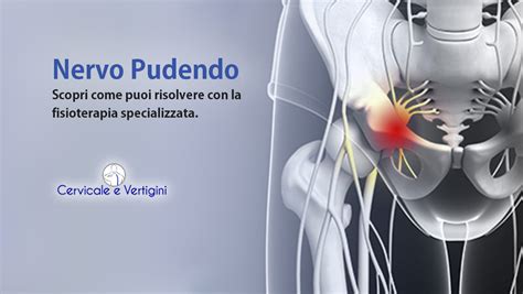 Schema anatomico della regione pelvica con evidenziazione del nervo pudendo e dell'ano