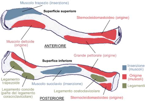 anatomia della clavicola e sua posizione nel corpo umano