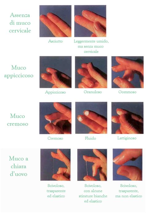 infografica che mostra le diverse consistenze del muco cervicale durante il mese