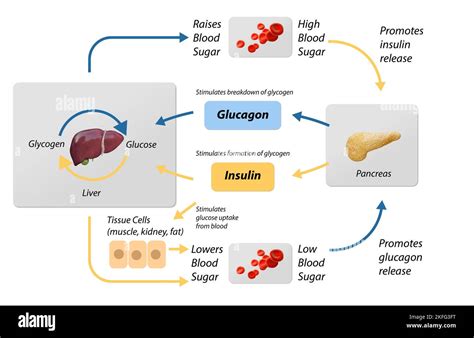 rappresentazione grafica del ciclo dell'insulina e della glicemia nel corpo umano
