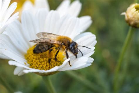 Api che raccolgono nettare da fiori