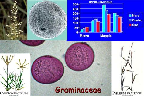diagramma che mostra la dispersione anemofila del polline di graminacee