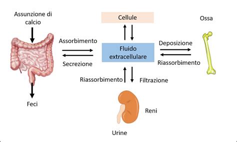 Regolazione dei livelli di calcio nel corpo umano (ossa, reni, intestino)