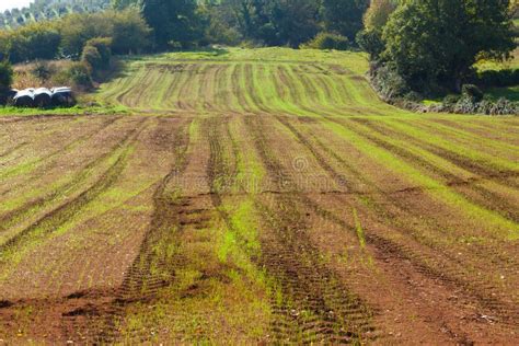 Terreno agricolo fertile con piante rigogliose