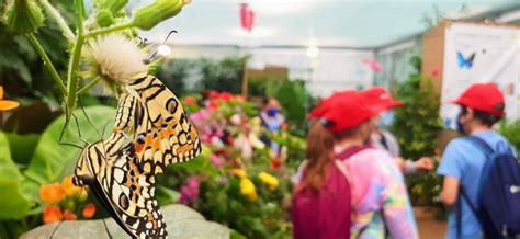 Farfalle colorate in una serra