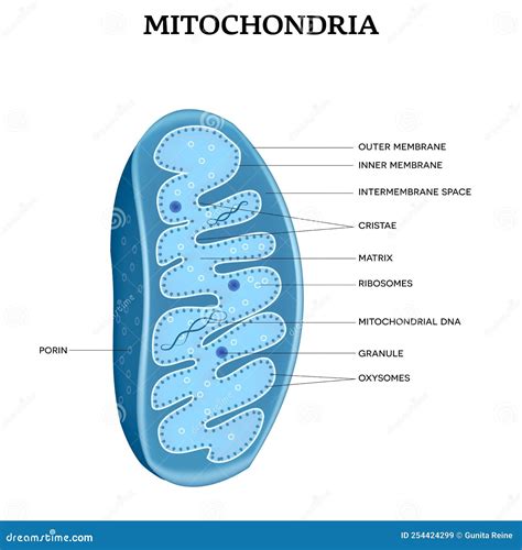 Schema illustrativo della chiusura ultra compatta a libro