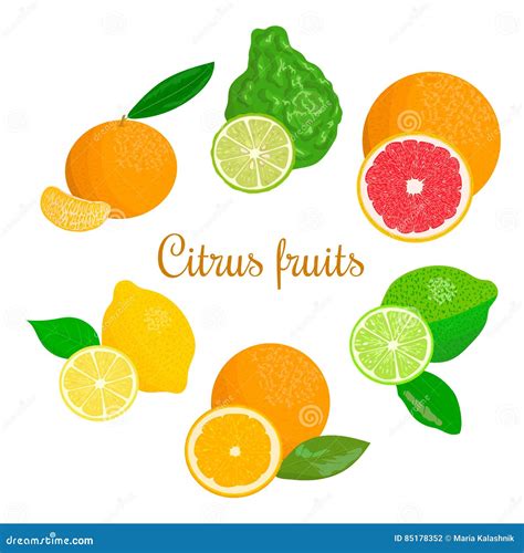 Illustrazione di agrumi (bergamotto, limone, mandarino) e fiori (giglio, mughetto)