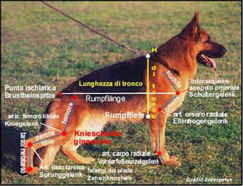 Schema anatomico dello standard del pastore tedesco