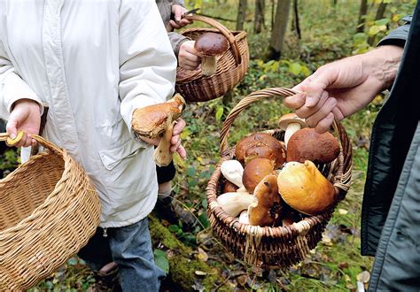 Mani che raccolgono funghi