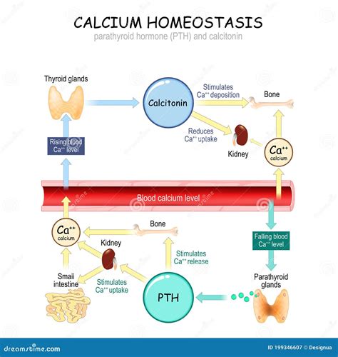 rappresentazione schematica del metabolismo del calcio durante l'allattamento