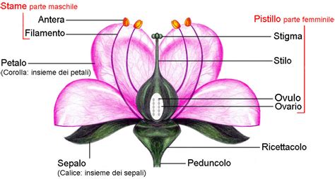 sezione trasversale di un fiore di agrumi con le sue componenti principali