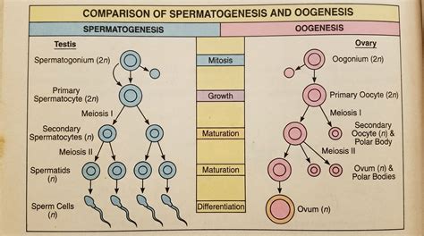 diagramma che illustra la spermatogenesi e i fattori di disturbo