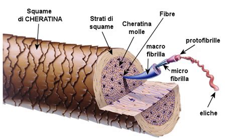 Dettagli della struttura del capello
