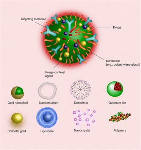 rappresentazione schematica di nanoparticelle che interagiscono con la rizosfera