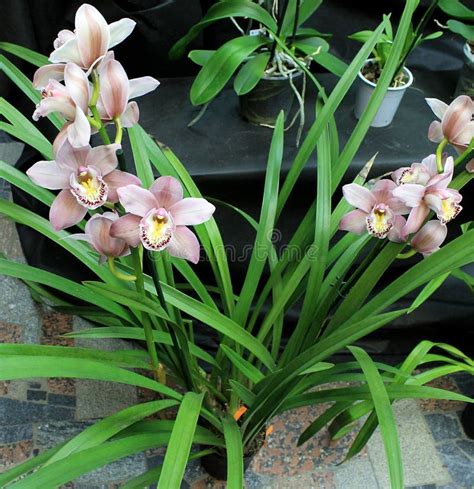 Varietà di orchidee