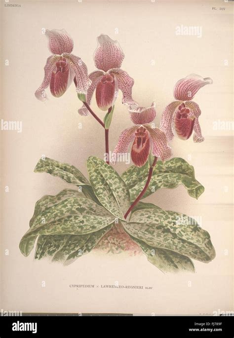 Illustrazione botanica orchidea antica