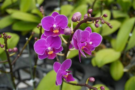 Orchidea Phalaenopsis in fiore