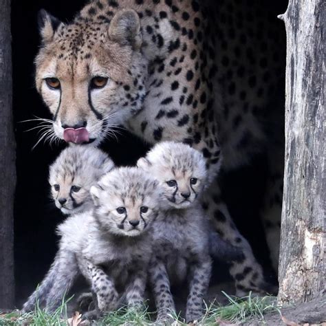 Femmina di ghepardo con i suoi cuccioli