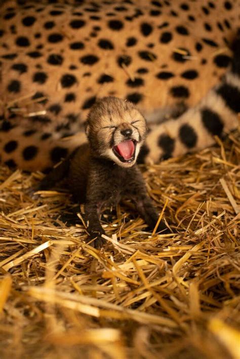 Immagine di cuccioli di ghepardo nati da fecondazione in vitro