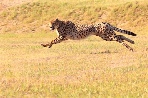 Ghepardo che corre nella savana
