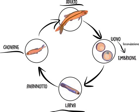 Ciclo biologico della trota e sviluppo delle uova