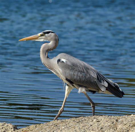 Un airone cenerino in piedi in acque basse