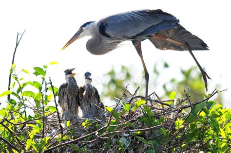 Un nido di airone cenerino su un albero alto