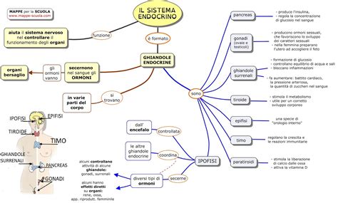schema del sistema endocrino e regolazione dell'ovulazione