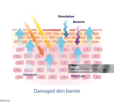 illustrazione scientifica sulla struttura della barriera cutanea e i suoi meccanismi di protezione
