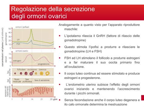 Diagramma che mostra i livelli ormonali durante l'allattamento e il ritorno della fertilità