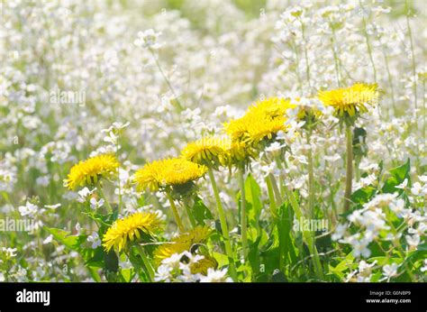 Bambini che giocano al pascolo con fiori di tarassaco in un prato fiorito