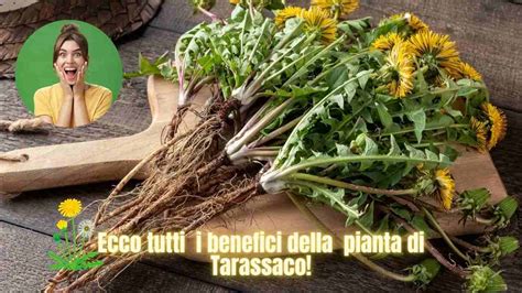 Mappa illustrata dei prati alpini dove fioriscono il tarassaco e il papavero