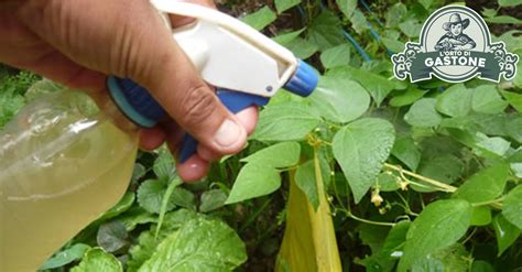 Fertilizzanti naturali fai-da-te