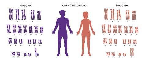 confronto tra risoluzione del cariotipo tradizionale e array-CGH