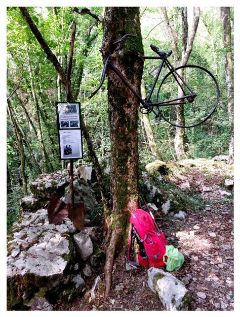 Illustrazione di un albero con una bicicletta inglobata nel tronco