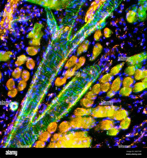 Micrografia a fluorescenza di un oocita in fase di maturazione cellulare