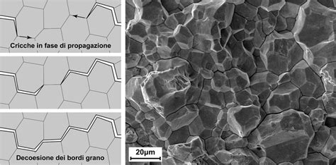 illustrazione schematica dei protocolli di crioconservazione dei gameti