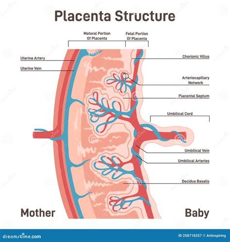 illustrazione schematica della placenta e del feto durante un monitoraggio ecografico