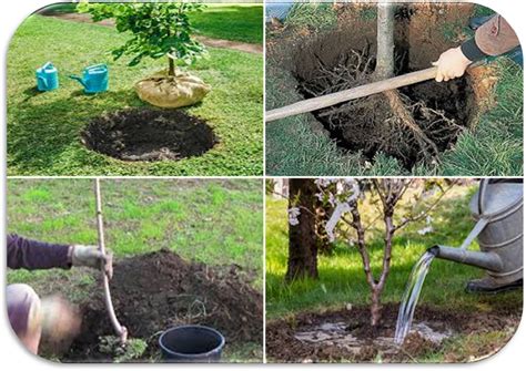Tecniche di sostegno per alberi da frutto giovani