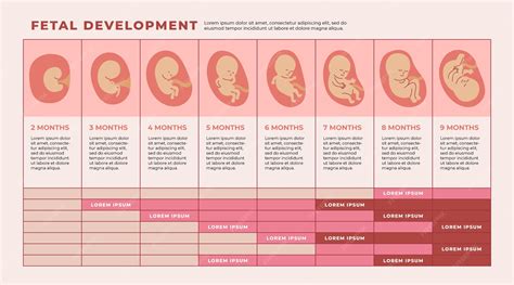 Graphic showing fetal development stages and when movements are typically felt
