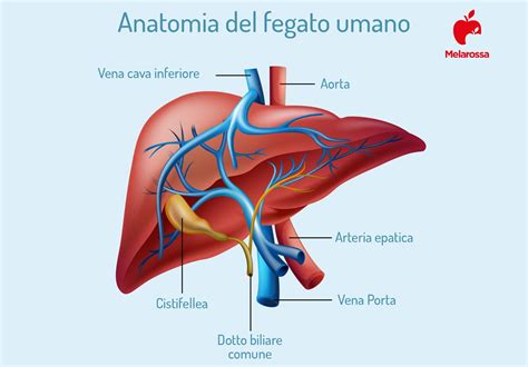 rappresentazione schematica del fegato e del flusso biliare