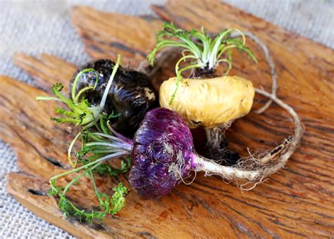 Varietà di Maca: gialla, rossa e nera