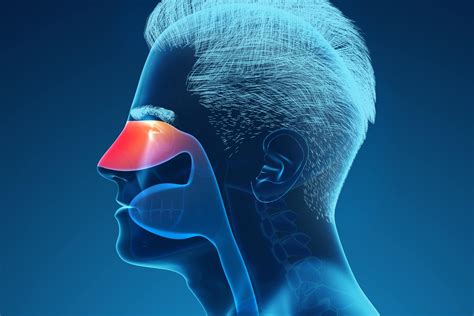 illustrazione anatomica semplificata delle vie nasali nel bambino