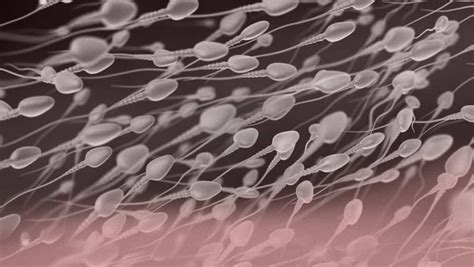 rappresentazione microscopica degli spermatozoi e della salute riproduttiva maschile